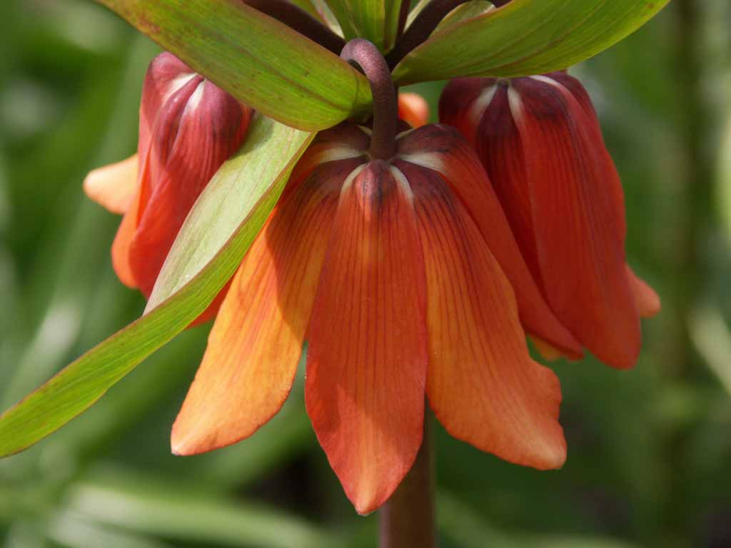Crown imperial